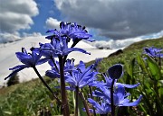 83 Bellissimi fiori di Scilla bifolia per il bianco bel Montu appena salito! 